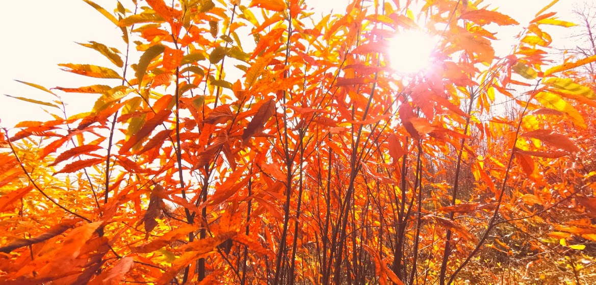 IMG-20231217-WA0014